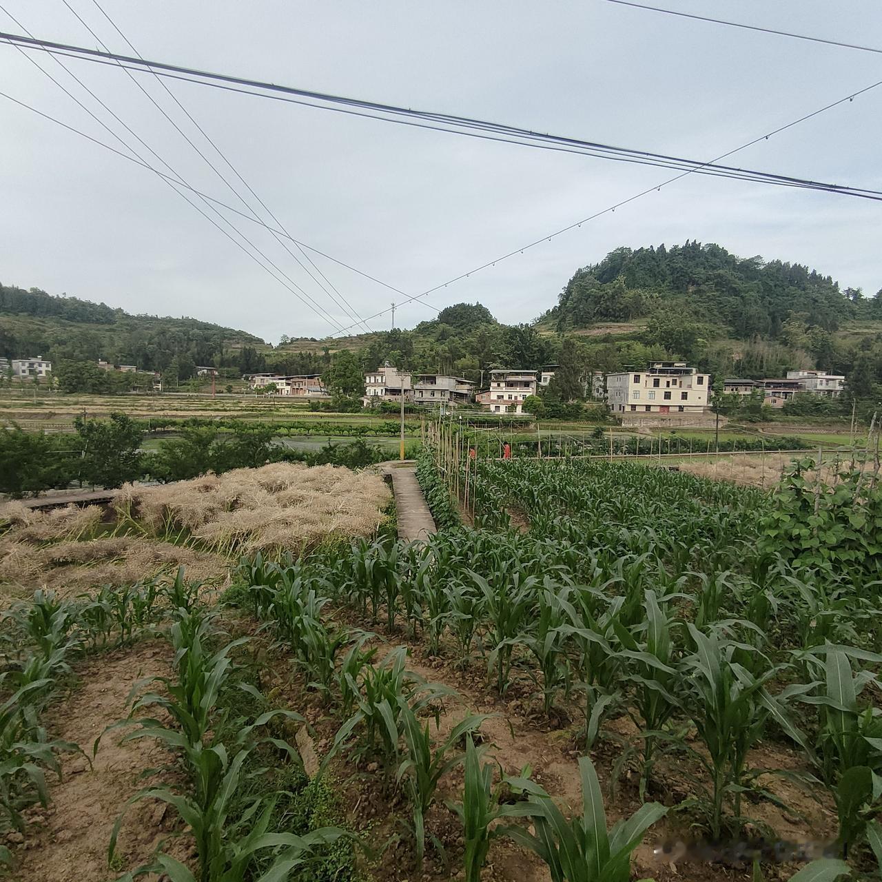 回父母家时间比较短，所以我抓紧时间带孩子们到处溜达。我们三个集体排斥夏天一起去，