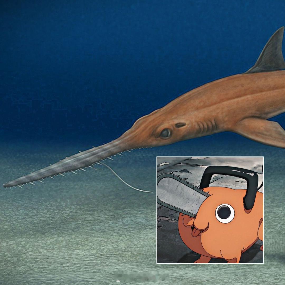 一种新的史前鲨鱼物种——Pochitaserrapatriciacanales