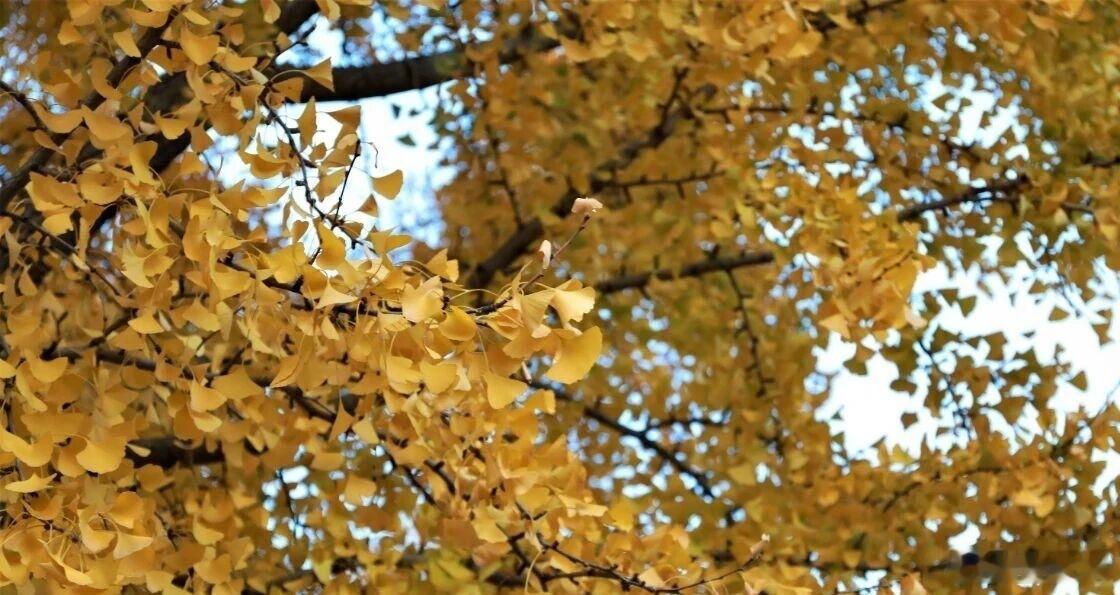 每天做好三件事霜降之后,天气由凉到冷。这个时候,防秋寒、秋燥、秋悲,就成了老百姓