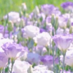 每日‎一善💜黑曜石把妹王含羞草的种植方法：1、含羞草可以用小盆直播，也可用
