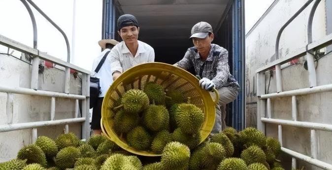 失去中国市场后，大量水果烂地里卖不出去，现在开始后悔得罪中国。 近几年，越南