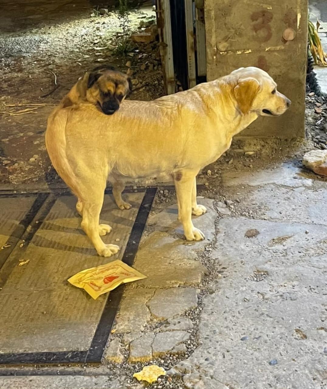 这事估计连玄学都解释不了!昨天晚上我妈给我说了一件很邪乎的事情。对门邻居大儿