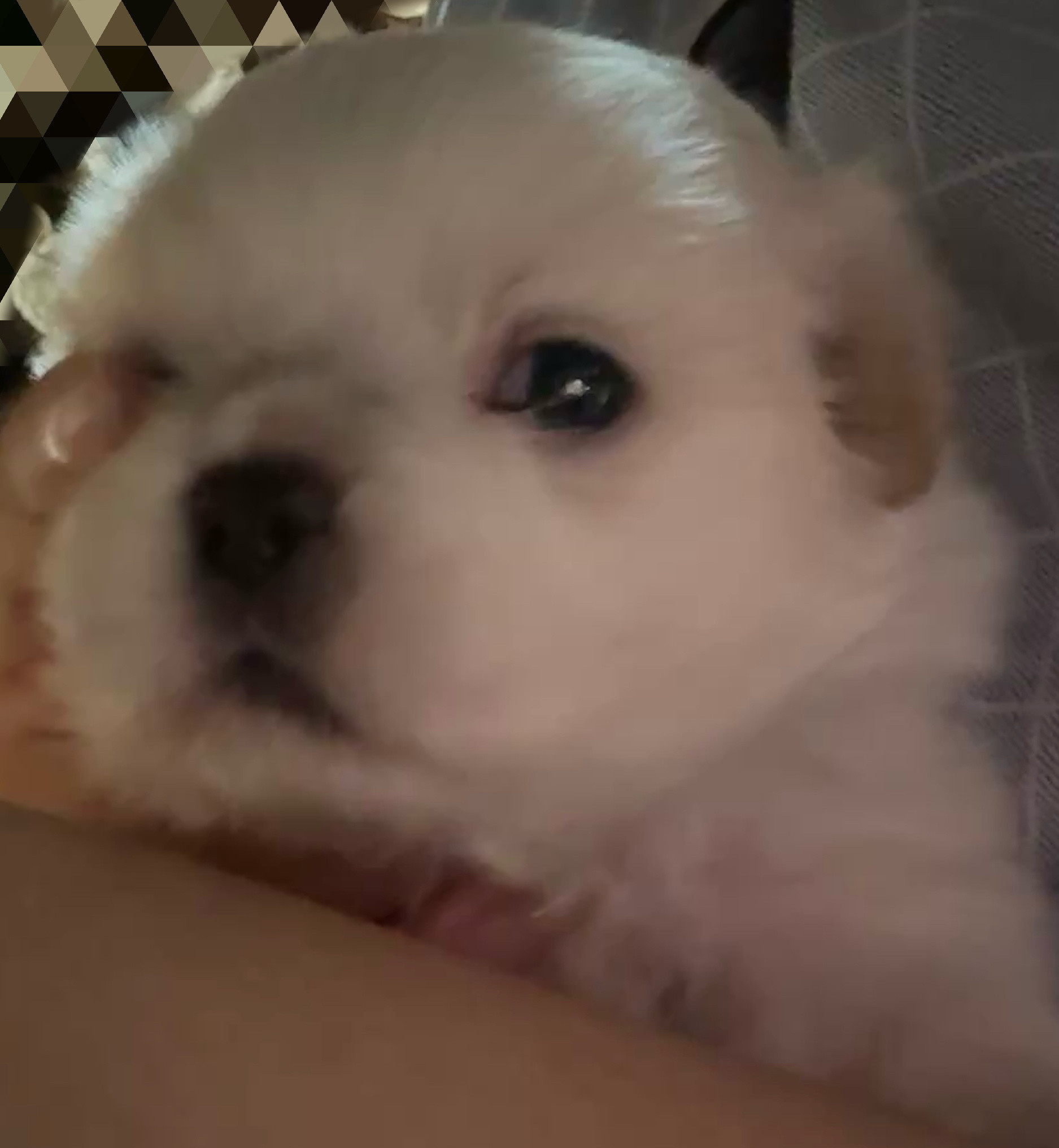 小丑狗