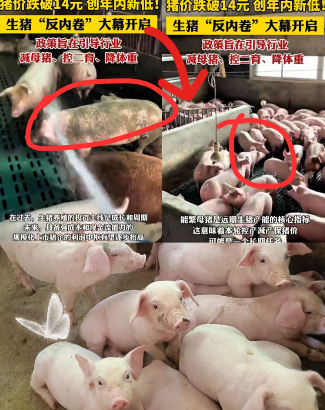 终于弄明白，猪价暴跌的原因了！不是猪多，也不是人懒，而是猪也开始内卷，母猪卷