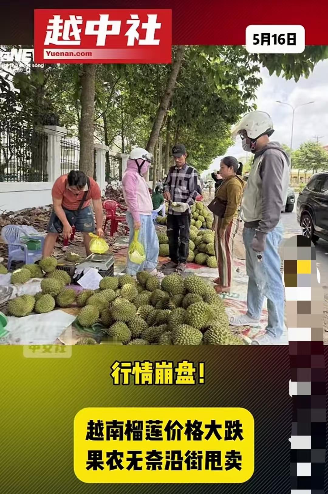 越南的失误导致榴莲严重滞销！2026年越南榴莲产量大增，市场价格大幅跳水，收