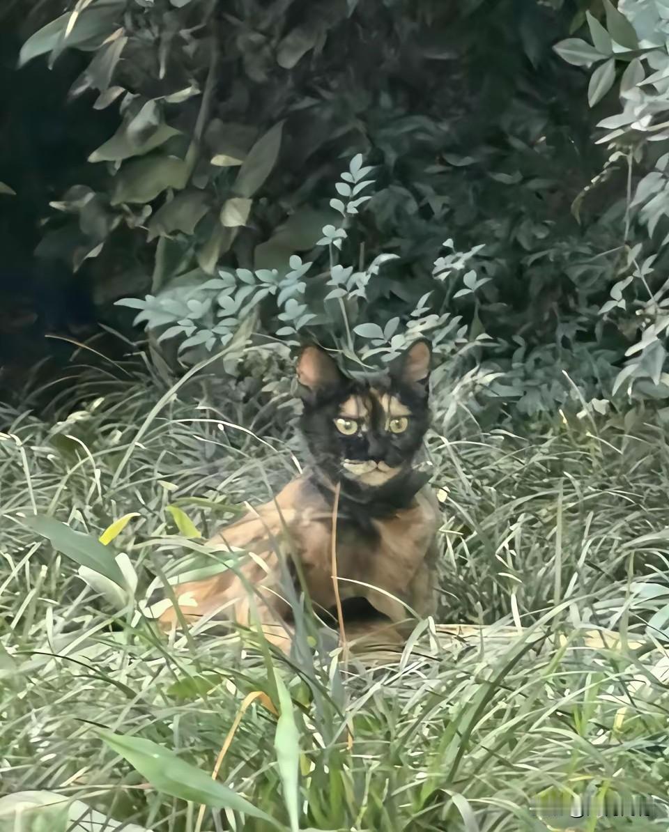 这个小猫咪，眼睛真是太亮了，长的也很特殊，乍一看，还以为是一条狗，这种颜色的猫真