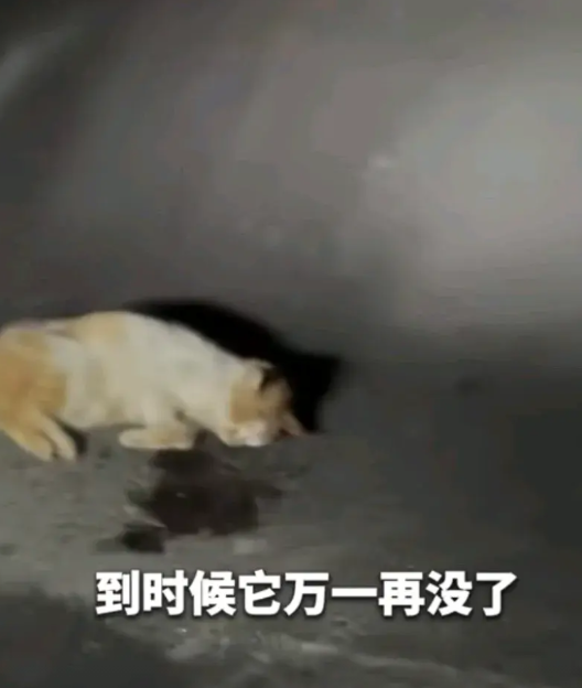 母子骑电动车，路遇躺在地上的猫咪，儿子喊着让妈妈停车，母子过去看到猫咪喘着粗气，