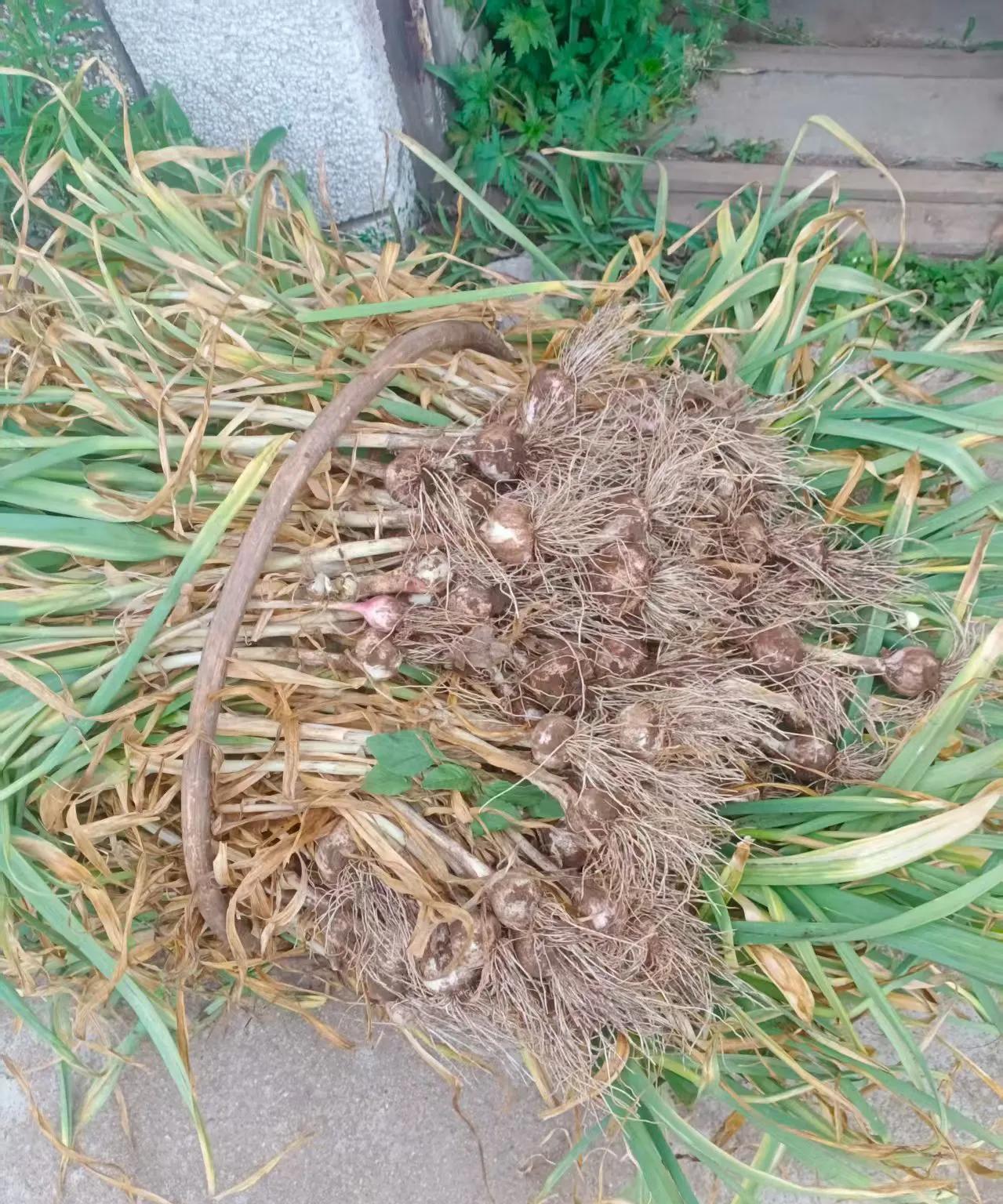 月子仇（一三一）钱有了，翠翠愁着去送。她让年年去送，年年眼一瞪，我不去！谁惹下