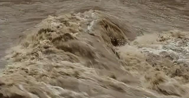 黄河每天冲鱼入海，大部分淡水鱼无法存活于海，那它们都去哪了？黄河里的鱼，那是出