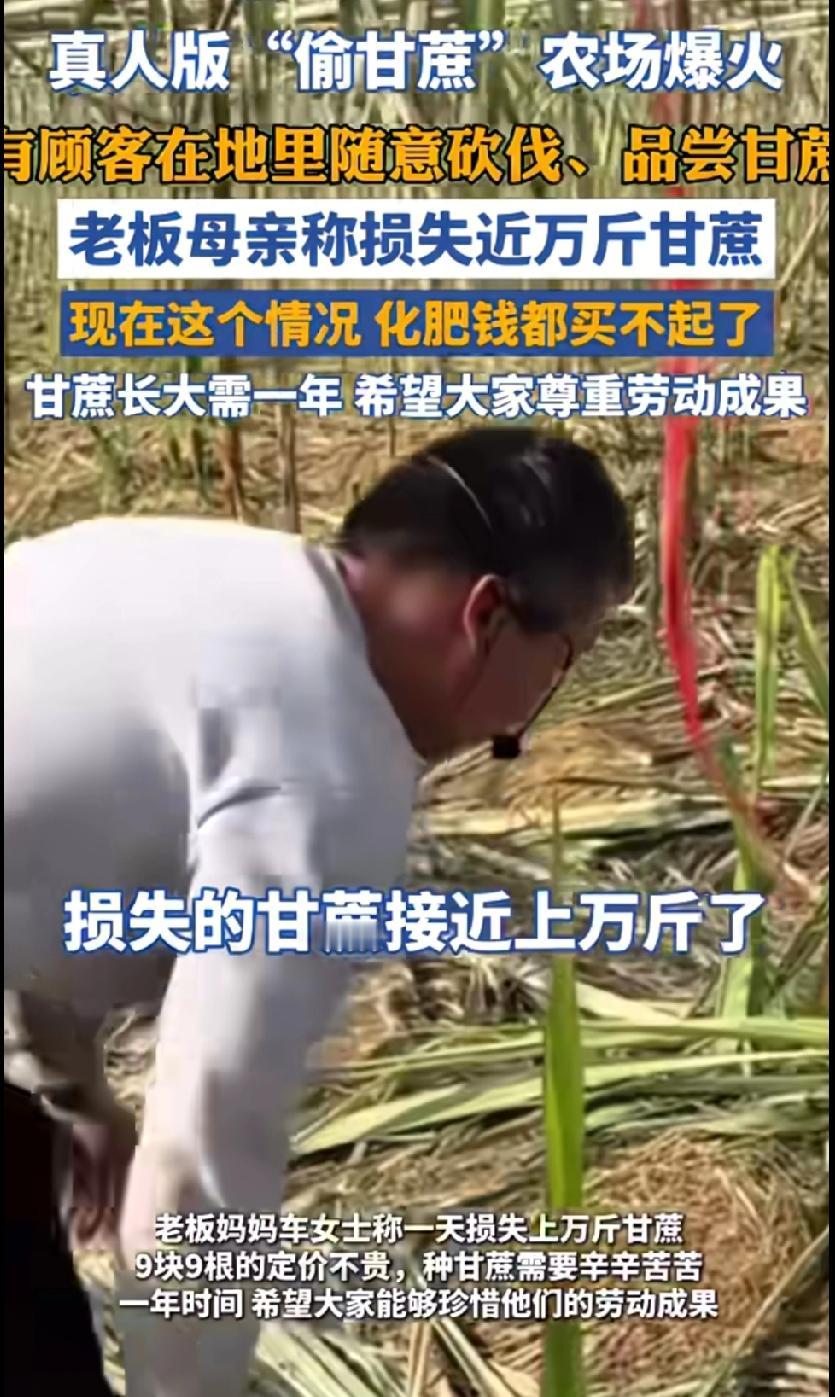 “偷甘蔗”老板母亲崩溃了，大哭自己的甘蔗地被糟蹋了，因为顾客在地里面乱砍乱伐，致
