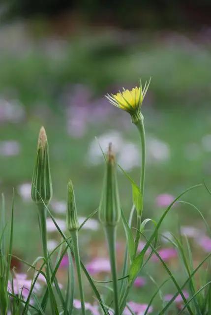 那年夏天的午后，出差回来路过丈母娘家，就下了班车，很长时间没去看丈母娘了，没想到