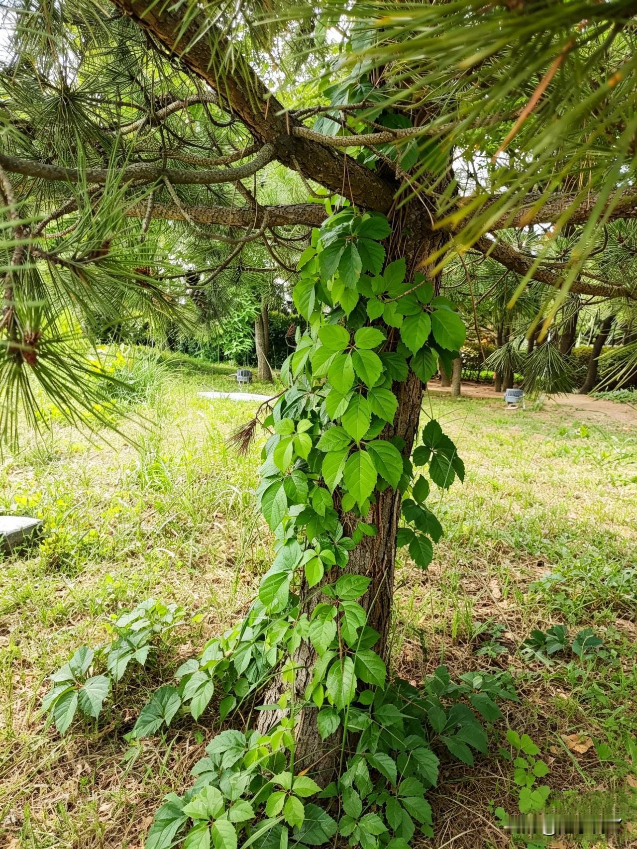 我发现，现在啃老也升级了。以前啃的是自己的爹妈，把自家折腾的够呛后，又盯上了
