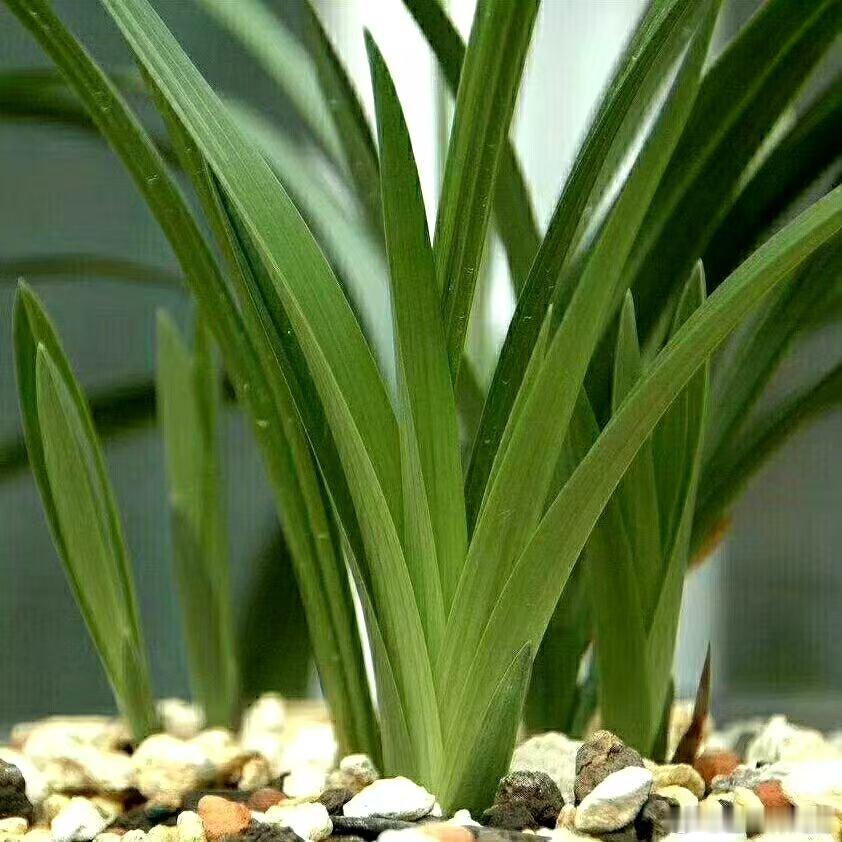 哪些植物会使财运气势衰弱？植物是一种很重要的风水物品，摆放得当，往往会带来意想不