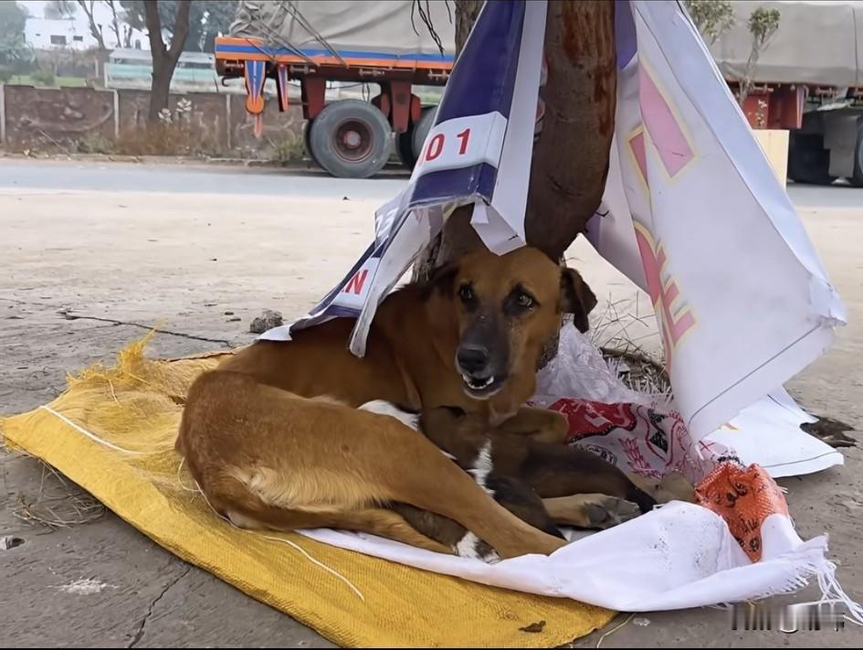 泪目了！这天一位大哥去公园散步，结果看到一棵树下，有一只狗妈妈和它的孩子被人遗弃