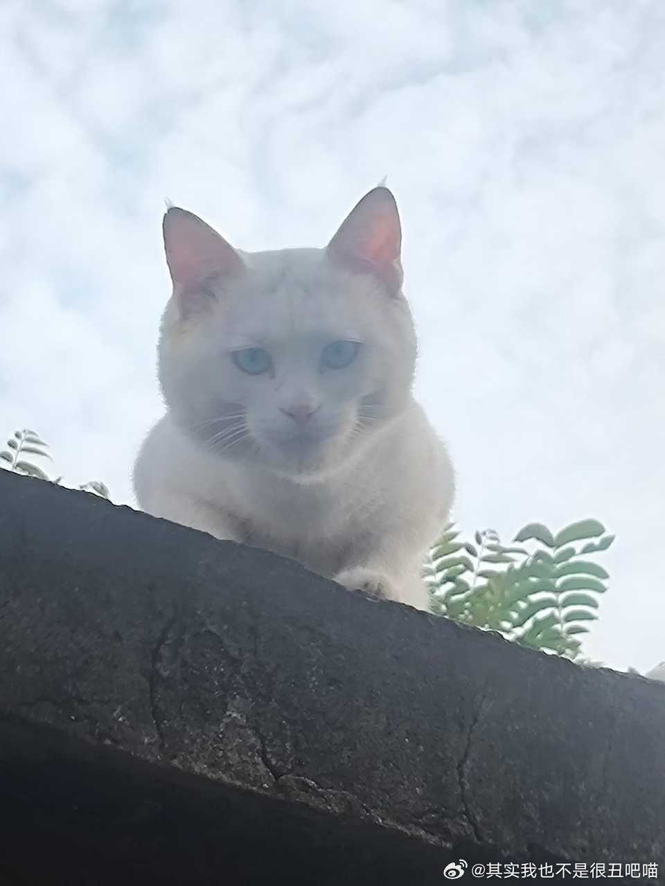 49811【丑猫】就这样静静的看着你…