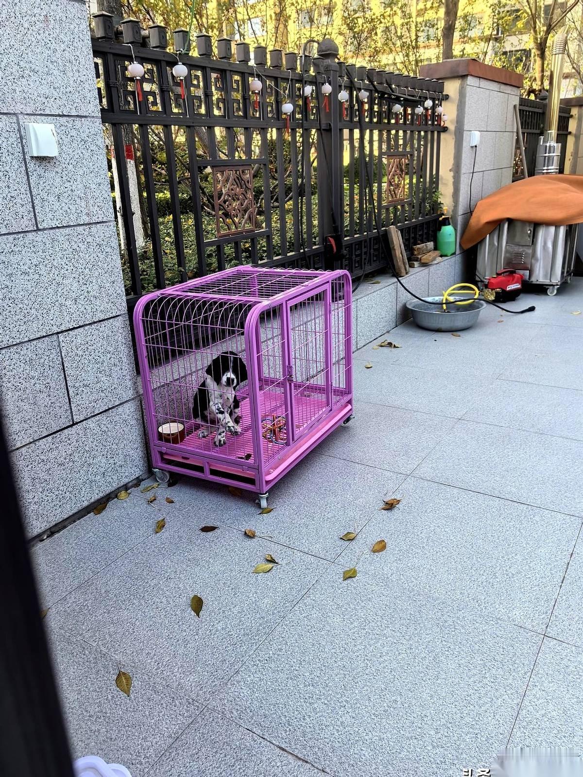 我亲眼看着一只小狗眼里的光，灭了。就那么一只小小的史宾格，两个月大吧，被关在一