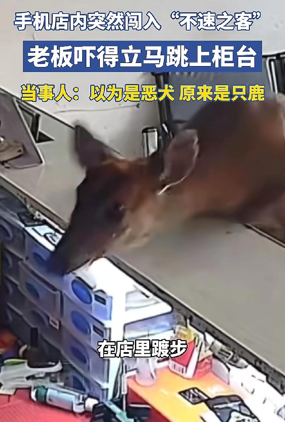 笑不活了！四川凉山一家街边手机店，店主蓝先生刷短视频时，一头黄褐色“不速之客”突