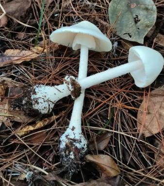 “悲剧还是发生了！”11月17日，贵州遵义，一村民上山采菌子时，意外采了几棵剧毒