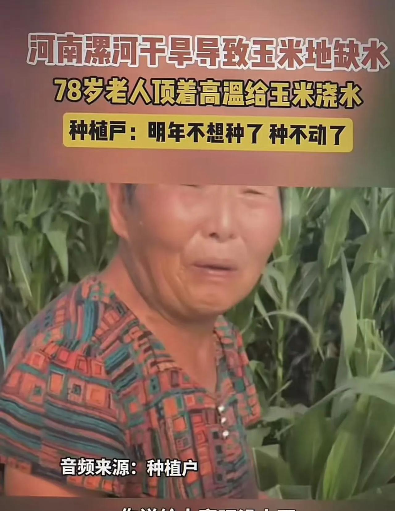 太心酸了！河南漯河，干旱导致玉米地缺水，78岁老人顶着高温给玉米地浇水。老人：“