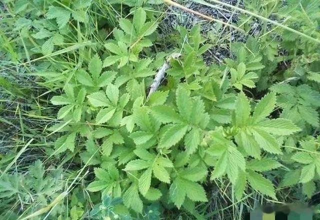 仙鹤草临床妙用​1．宋明福医生用仙鹤草60g，每日1剂，水煎服，治疗美尼尔综合征