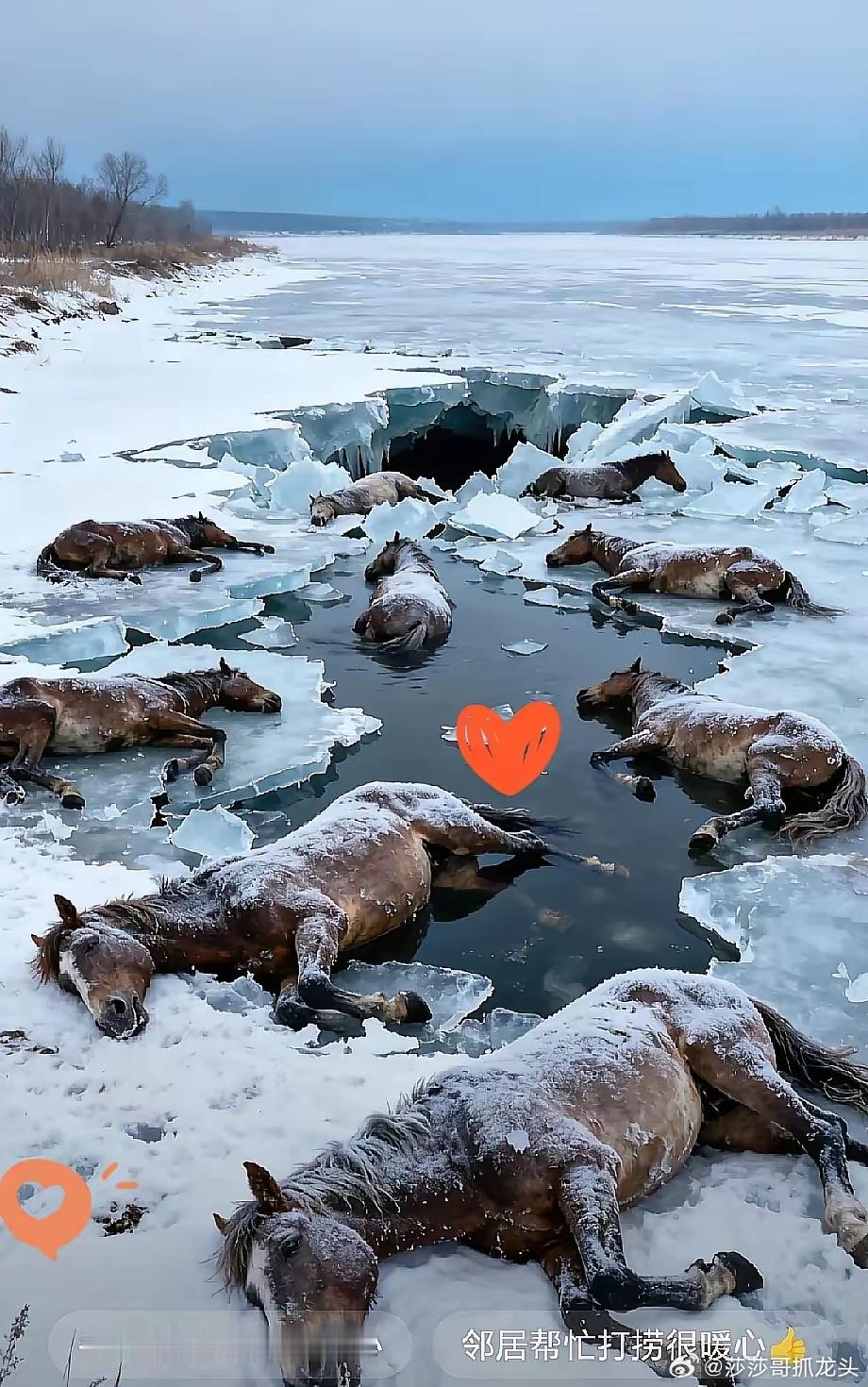 看着黑龙江东风水库那13匹冻僵在冰层里的马心里真的一阵刺痛。七十岁的老汉，养了十