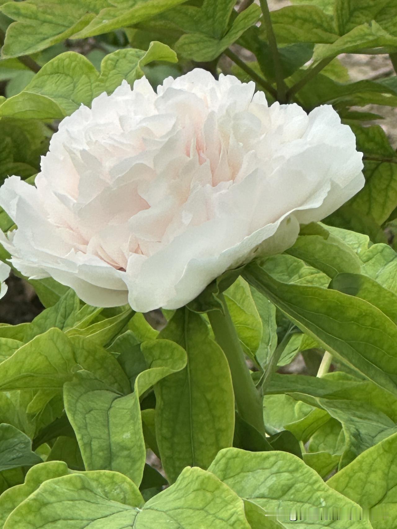 刚去看了牡丹很惊艳现在又坐在海棠花树下闻着花香整理图片