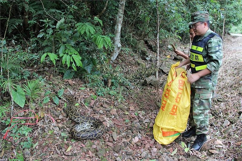 为何蟒蛇会出现在坟墓附近？如果遇蟒蛇该怎么保命？广西一靓仔爬山找蜂蜜，在一坟墓旁