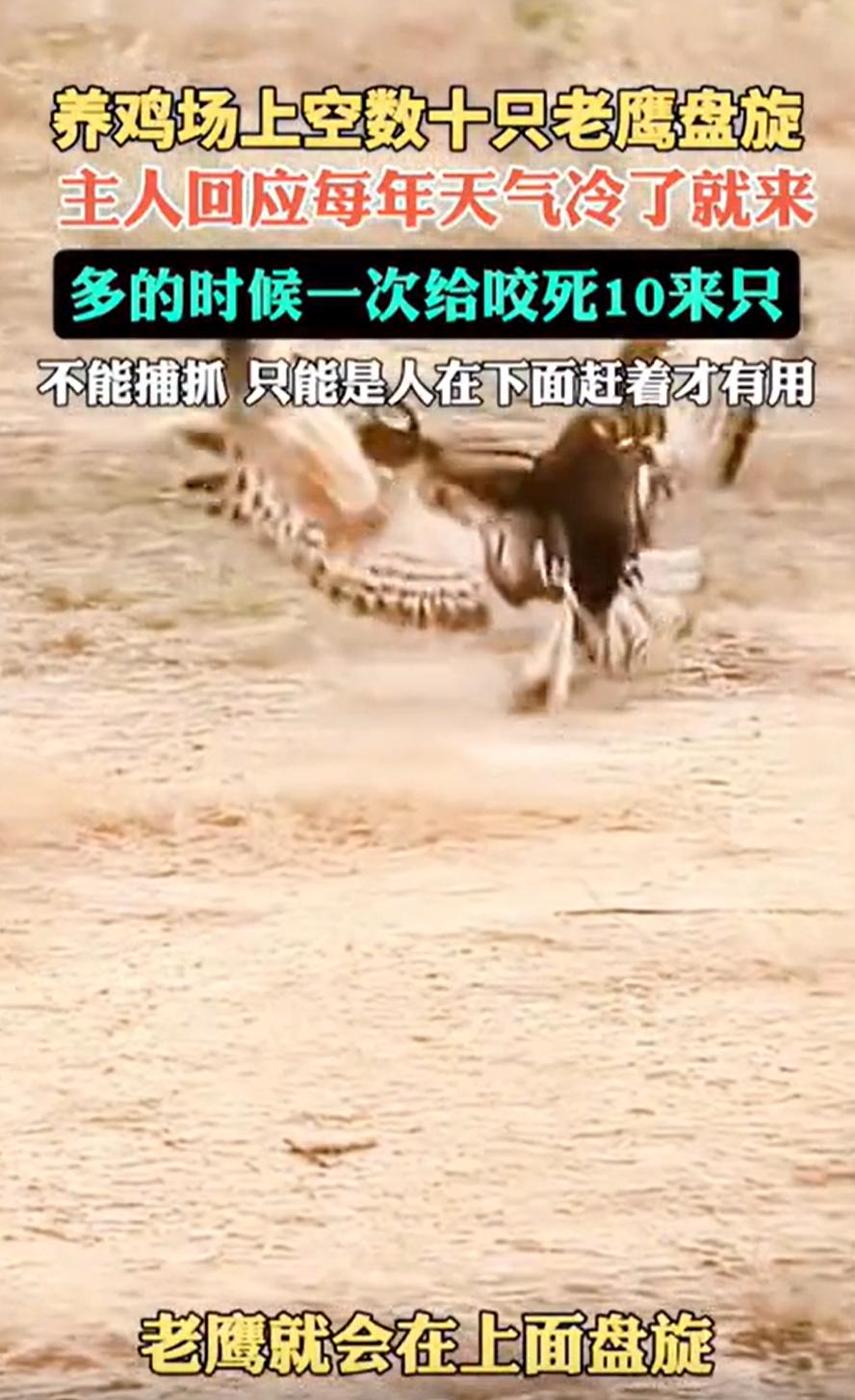 “这可如何是好！”浙江杭州，一男子在山里面弄了个养鸡场，可每年一到这个时候就相当