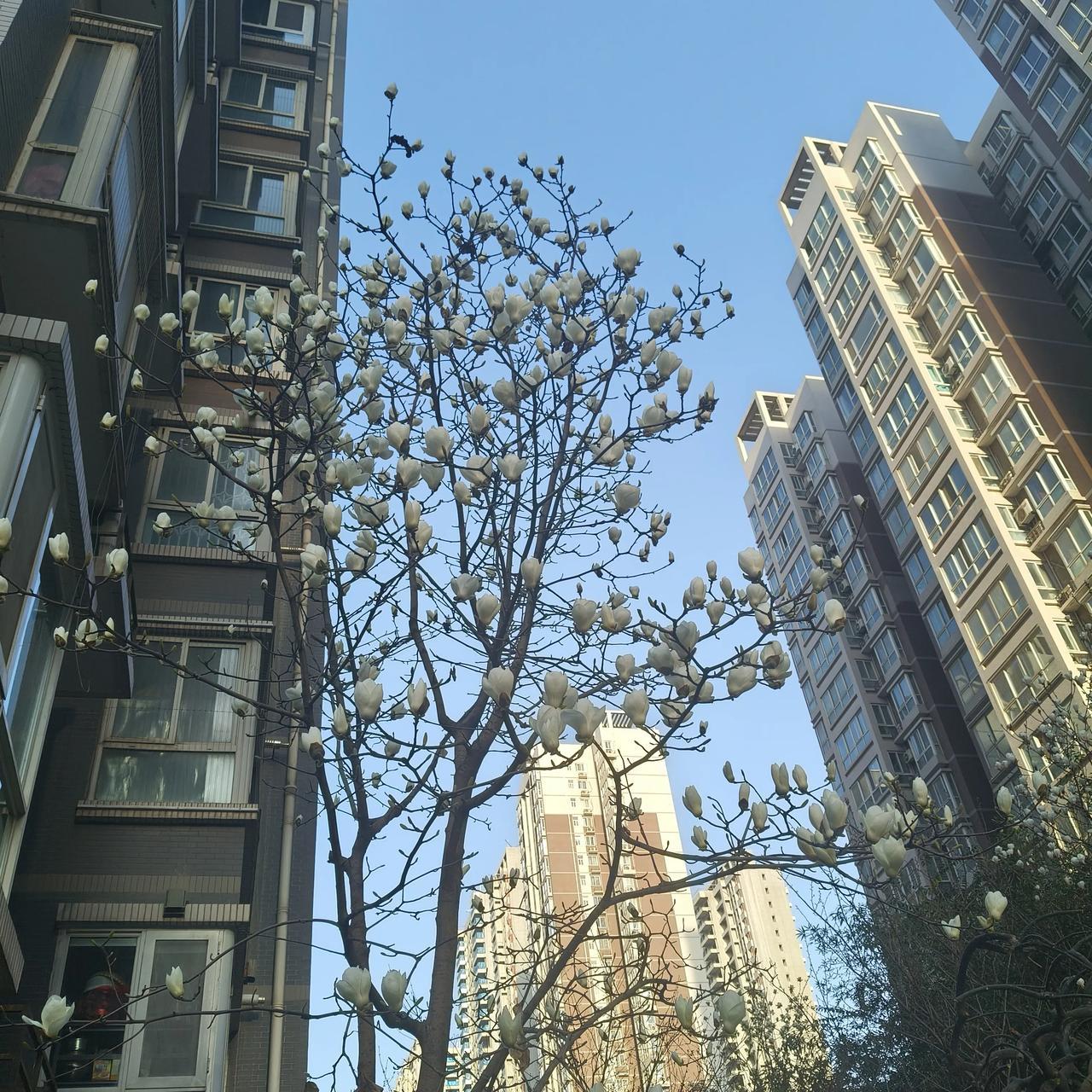 昨天上午，大哥打电话说近段时间身体不好，咳嗽，气喘。在当地小医院看了几次，都没多