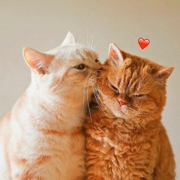 可爱的小猫咪