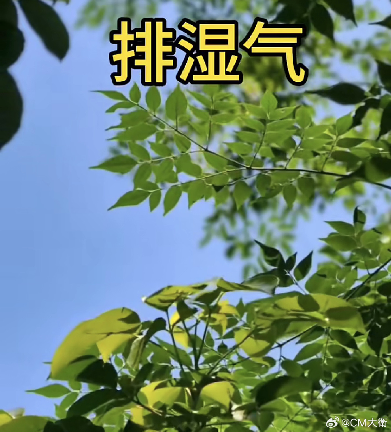 排湿气：薏米、陈皮、黄芪、茯苓；精准用量（一人一天量）·炒薏米：15克（关键：