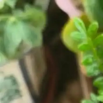 种植🍃胡椒木的种植方法1.光照和温度（1）光照需求：胡椒木喜欢充足的光照，这