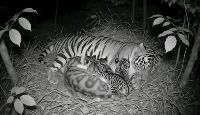 看了半天，老虎仔中那个大的是老虎吗？挺像猫啊！