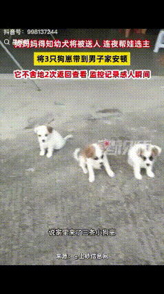 “解释不清了！”广东一男子家狗子生了四只小狗，顺口对狗子说了一句：“这太多了，送