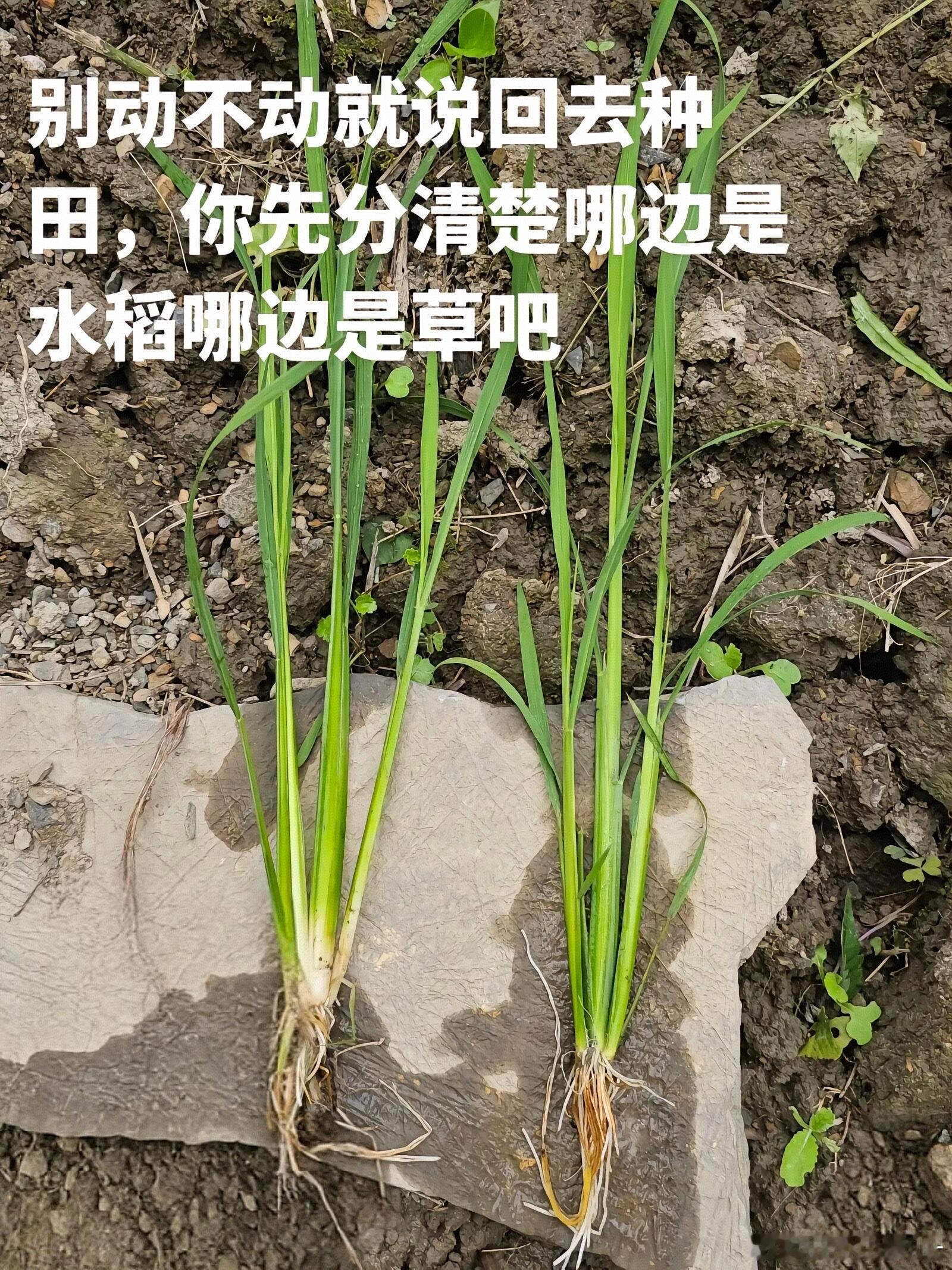 天天说回农村种田，你能分清水稻和草吗？