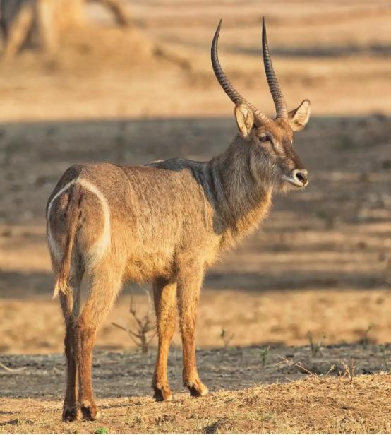 牧民开始抱怨？藏羚羊太多了，多到什么程度？青藏公路上，浩浩荡荡的羊群，能把车队堵
