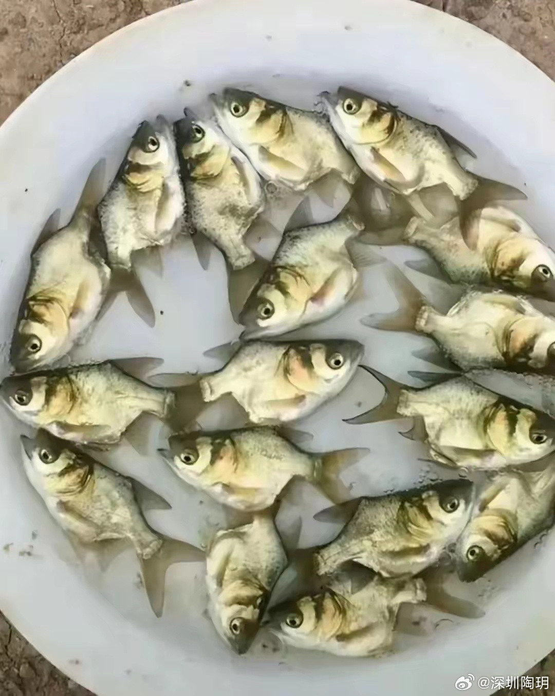 什么鱼？怎么看着这么瘦？[捂脸哭]​​​
