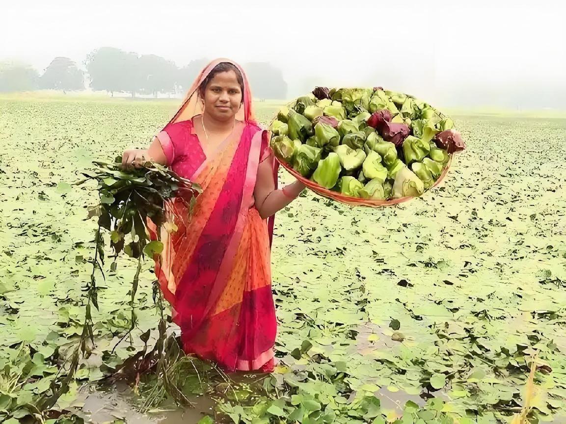 搬起石头砸自己脚！2008年，几名印度商人偷偷将一把中国菱角种子带回国试种，原本