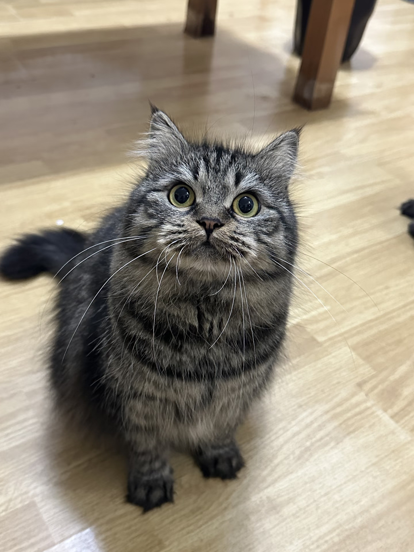 动画片里的猫猫