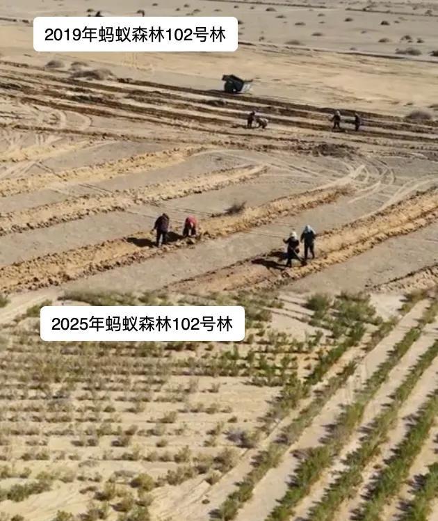 9年种树6.19亿棵，蚂蚁森林累计种植面积相当于半个乌兰布和沙漠！大家还记得支