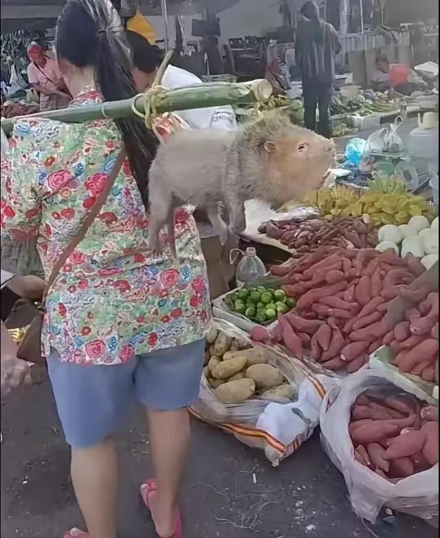 在集市上看到这位大姐背着这一个动物，也不知道她是买的还是卖的，头一次看到这个动物