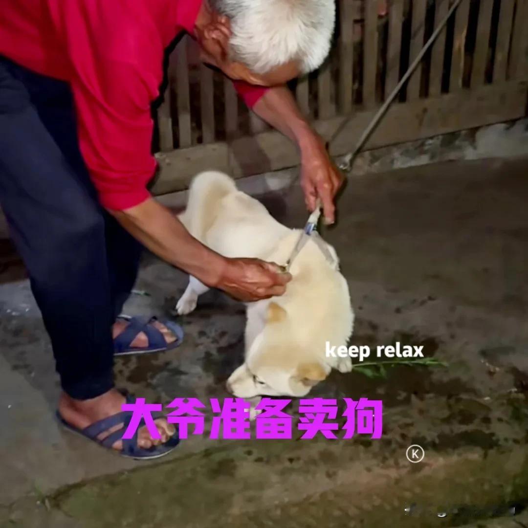 隔壁村的大爷，养了一只田园犬，最近听说他准备把狗卖了，到城里的儿子家生活。大爷年