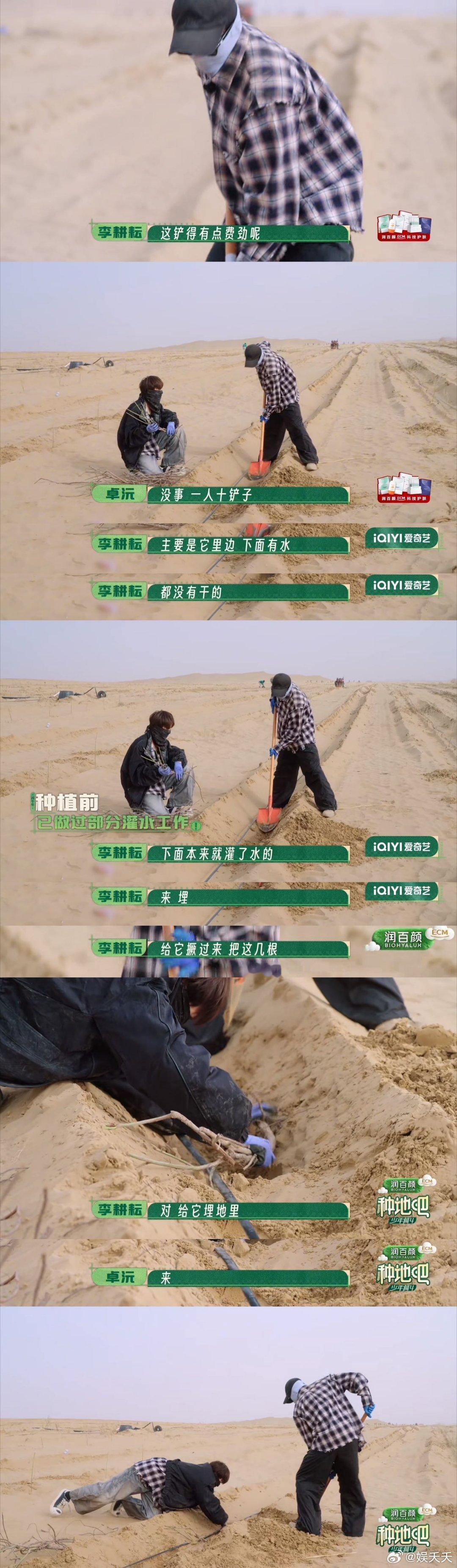种地吧沙漠种玫瑰在沙漠种玫瑰，先从栽沙枣苗防风固沙开始。接着默契分组，种玫瑰、接