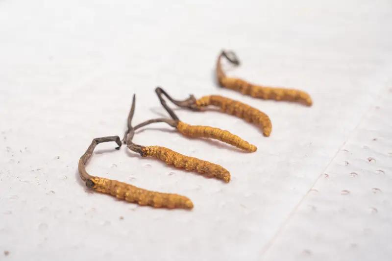 男子摔倒意外发现虫草4天采获几百根最近“男子摔倒意外发现虫草，4天采获几百根