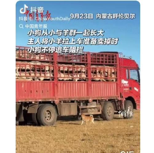 破防了。内蒙古，一只小狗从小与羊群一起长大，感情十分深厚，哪料，这天，长大了的羊