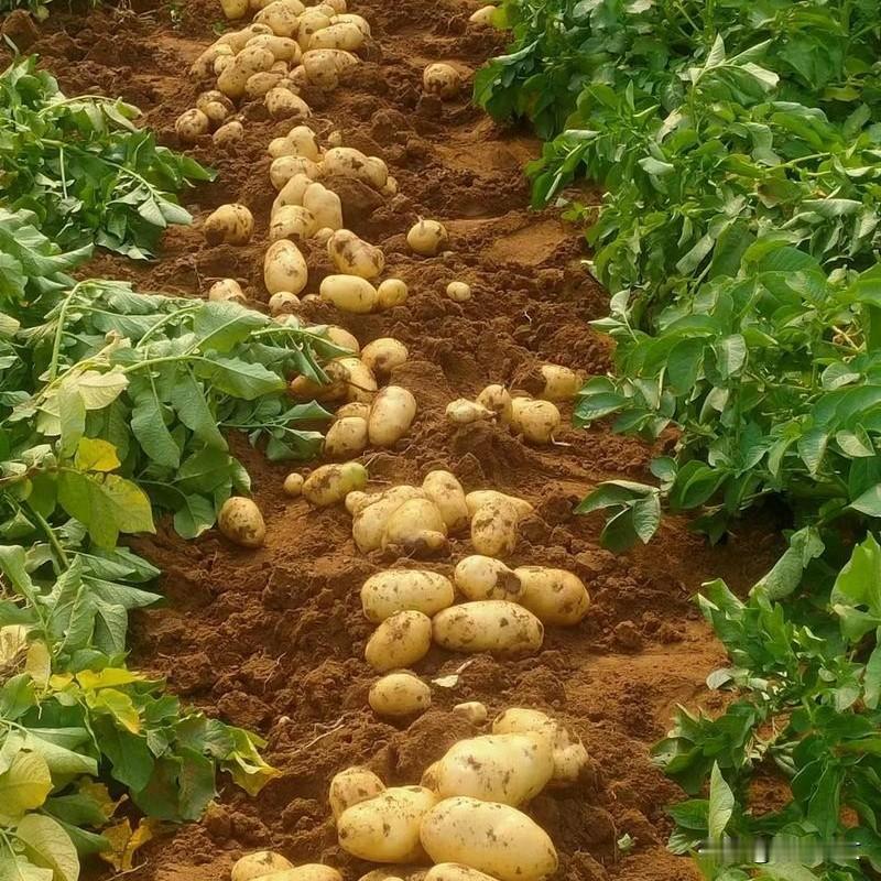 土豆想高产？谷雨到立夏这20天，别瞎管为啥你家土豆秧子长得绿油油，