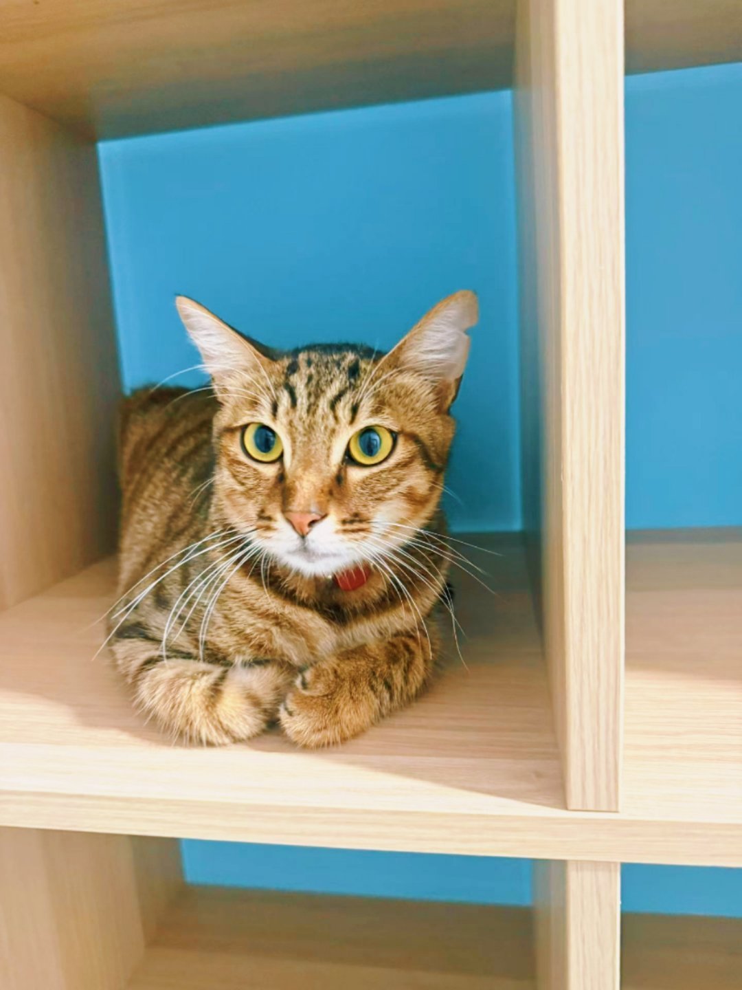 猫猫揣手手分解动作建军：小意思。。