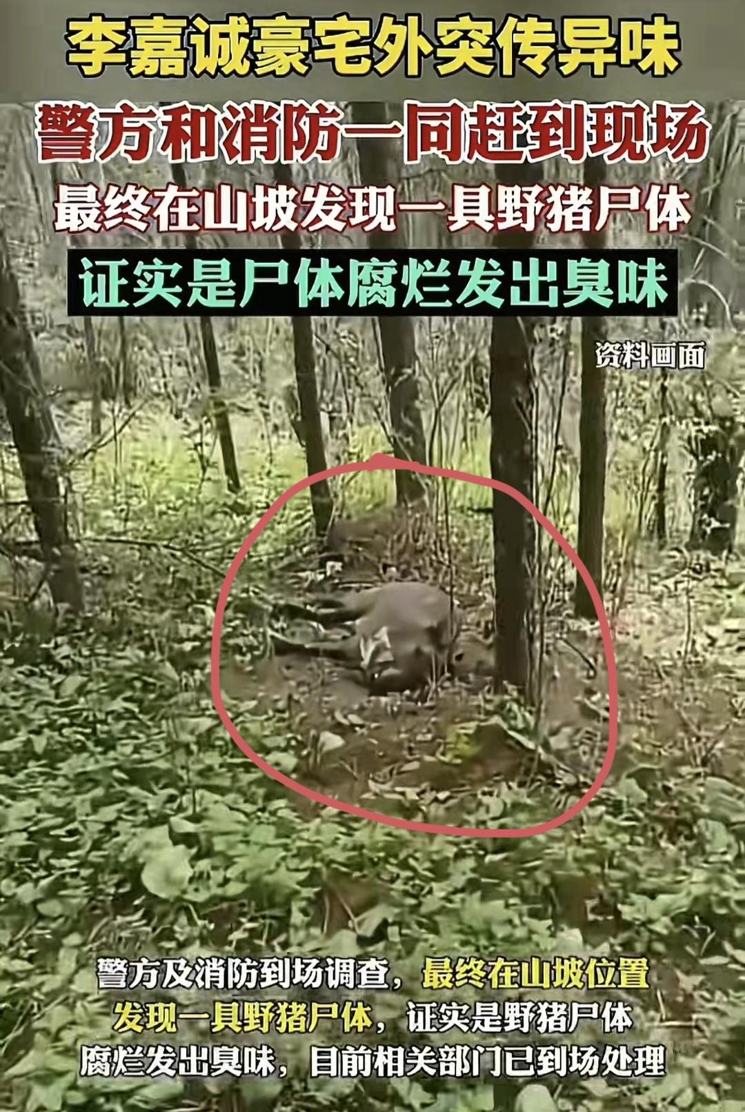 这事儿真能让人笑掉大牙，顶级富豪的安保防线，居然被一头死野猪破了功。说的就