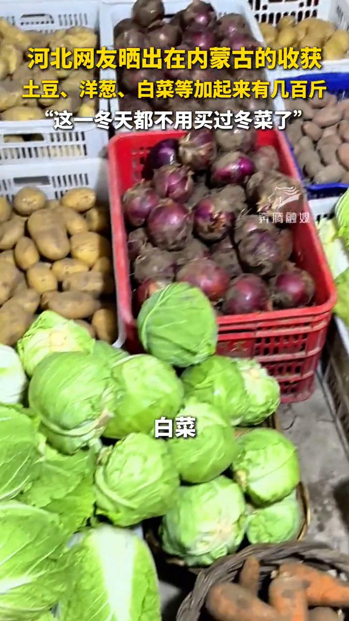 河北网友晒出在内蒙古的收获：土豆、洋葱、白菜等加起来有几百斤，