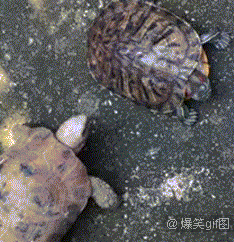 原来乌龟是这样打架的，很有节奏感了。​搞笑​​​​